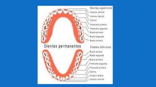 Inervación de los dientes