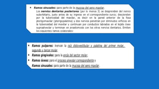 Inervación de los dientes
