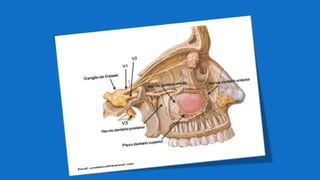 Inervación de los dientes