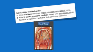 Inervación de los dientes