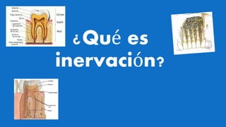 ¿Qué es
inervación?
