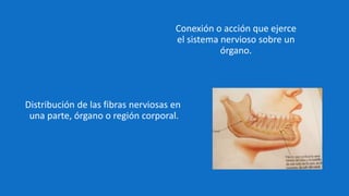 Distribución de las fibras nerviosas en
una parte, órgano o región corporal.
Conexión o acción que ejerce
el sistema nervioso sobre un
órgano.