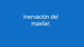 Inervación del
maxilar.