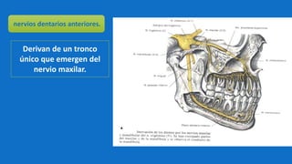 nervios dentarios anteriores.
Derivan de un tronco
único que emergen del
nervio maxilar.