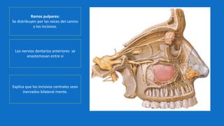 Ramas pulpares:
Se distribuyen por las raíces del canino
y los incisivos.
Los nervios dentarios anteriores se
anastomosan entre si
Explica que los incisivos centrales sean
inervados bilateral mente.