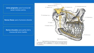 ramas gingivales: para la encía del
sector incisivo canino.
Ramas Oseas: para el proceso alveolar
Ramas sinusales: para partes de la
mucosa del seno maxilar.
