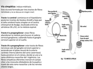 Vía simpática: induce midriasis.
Esta vía está formada por tres tractos de fibras
nerviosas y no se decusa en ningún nivel:
Tracto I o central: comienza en el hipotálamo
posterior (núcleo de Karplus-Kreidl) y baja por
el tallo cerebral hasta sinaptar en el centro
cilioespinal de Budge, localizado entre las
vértebras C8 y D2, en la médula espinal.
Tracto II o preganglionar: estas fibras
abandonan la médula para buscar al cadena
cervical ganglionar, subiendo hasta el ganglio
cervical superior en el cuello.
Tracto III o posganglionar: este tracto de fibras
nerviosas sale del ganglio cervical superior y
asciende por el plexo neural de la arteria
carótida interna (dentro del seno cavernoso)
hasta penetrar en el cráneo, donde se une a la
rama oftálmica nasociliar del trigémino. Las
fibras simpáticas eferentes inervan el cuerpo
ciliar y los músculos dilatadores de la pupila a
través de esta rama nasociliar y de los nervios
ciliares largos.
 