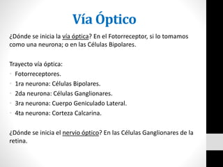 Vía Óptico
¿Dónde se inicia la vía óptica? En el Fotorreceptor, si lo tomamos
como una neurona; o en las Células Bipolares.
Trayecto vía óptica:
• Fotorreceptores.
• 1ra neurona: Células Bipolares.
• 2da neurona: Células Ganglionares.
• 3ra neurona: Cuerpo Geniculado Lateral.
• 4ta neurona: Corteza Calcarina.
¿Dónde se inicia el nervio óptico? En las Células Ganglionares de la
retina.
 