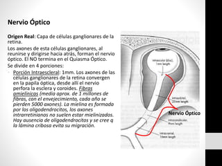 Nervio Óptico
Origen Real: Capa de células ganglionares de la
retina.
Los axones de esta células ganglionares, al
reunirse y dirigirse hacia atrás, forman el nervio
óptico. El NO termina en el Quiasma Óptico.
Se divide en 4 porciones:
• Porción Intraescleral: 1mm. Los axones de las
células ganglionares de la retina convergen
en la papila óptica, desde allí el nervio
perfora la esclera y coroides. Fibras
amielínicas (media aprox. de 1 millones de
fibras, con el envejecimiento, cada año se
pierden 5000 axones). La mielina es formada
por los oligodendrocitos, los axones
intrarretinianos no suelen estar mielinizados.
Hay ausencia de oligodendrocitos y se cree q
la lámina cribosa evita su migración.
Nervio Óptico
 