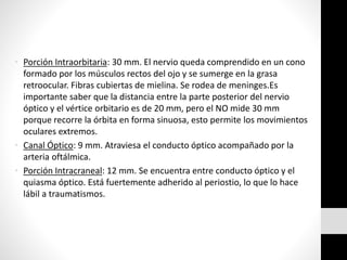 • Porción Intraorbitaria: 30 mm. El nervio queda comprendido en un cono
formado por los músculos rectos del ojo y se sumerge en la grasa
retroocular. Fibras cubiertas de mielina. Se rodea de meninges.Es
importante saber que la distancia entre la parte posterior del nervio
óptico y el vértice orbitario es de 20 mm, pero el NO mide 30 mm
porque recorre la órbita en forma sinuosa, esto permite los movimientos
oculares extremos.
• Canal Óptico: 9 mm. Atraviesa el conducto óptico acompañado por la
arteria oftálmica.
• Porción Intracraneal: 12 mm. Se encuentra entre conducto óptico y el
quiasma óptico. Está fuertemente adherido al periostio, lo que lo hace
lábil a traumatismos.
 
