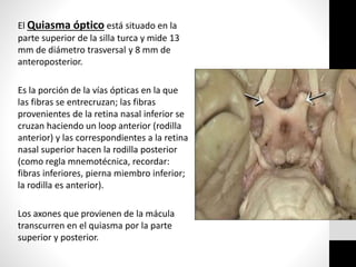 El Quiasma óptico está situado en la
parte superior de la silla turca y mide 13
mm de diámetro trasversal y 8 mm de
anteroposterior.
Es la porción de la vías ópticas en la que
las fibras se entrecruzan; las fibras
provenientes de la retina nasal inferior se
cruzan haciendo un loop anterior (rodilla
anterior) y las correspondientes a la retina
nasal superior hacen la rodilla posterior
(como regla mnemotécnica, recordar:
fibras inferiores, pierna miembro inferior;
la rodilla es anterior).
Los axones que provienen de la mácula
transcurren en el quiasma por la parte
superior y posterior.
 