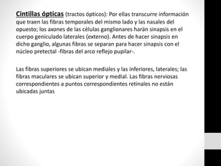 Cintillas ópticas (tractos ópticos): Por ellas transcurre información
que traen las fibras temporales del mismo lado y las nasales del
opuesto; los axones de las células ganglionares harán sinapsis en el
cuerpo geniculado laterales (externo). Antes de hacer sinapsis en
dicho ganglio, algunas fibras se separan para hacer sinapsis con el
núcleo pretectal -fibras del arco reflejo pupilar-.
Las fibras superiores se ubican mediales y las inferiores, laterales; las
fibras maculares se ubican superior y medial. Las fibras nerviosas
correspondientes a puntos correspondientes retinales no están
ubicadas juntas
 