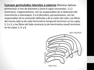 Cuerpos geniculados laterales o externo (Núcleos ópticos
primarios): 6 mm de diámetro y tiene 6 capas neuronales. 1 y 2
(ventrales), magnocelulares, son las responsables de la detección del
movimiento y estereopsis; 3 a 6 (dorsales), parvocelulares, son las
responsables de la resolución delicada y de la visión del color. Las fibras
del mismo lado (o de cada hemirretina temporal) terminan en las capas
2, 3 y 5, y las fibras del lado contrario (o de hemirretina nasal) terminan
en las capas 1, 4, y 6.
 