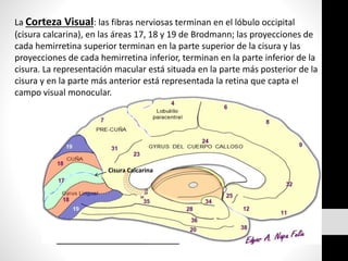 La Corteza Visual: las fibras nerviosas terminan en el lóbulo occipital
(cisura calcarina), en las áreas 17, 18 y 19 de Brodmann; las proyecciones de
cada hemirretina superior terminan en la parte superior de la cisura y las
proyecciones de cada hemirretina inferior, terminan en la parte inferior de la
cisura. La representación macular está situada en la parte más posterior de la
cisura y en la parte más anterior está representada la retina que capta el
campo visual monocular.
Cisura Calcarina
 
