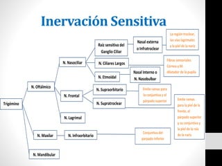 Inervación Sensitiva
N. Nasociliar
Trigémino
N. Maxilar
N. Oftálmico
N. Mandibular
N. Frontal
N. Lagrimal
Raíz sensitiva del
Ganglio Ciliar
N. Ciliares Largos
N. Etmoidal
Nasal externa
o Infratroclear
Nasal Interno o
N. Nasobulbar
N. Supraorbitario
N. Supratroclear
N. Infraorbitario
La región troclear,
las vías lagrimales
y la piel de la nariz
Emite ramas para
la conjuntiva y el
párpado superior Emite ramas
para la piel de la
frente, el
párpado superior
y su conjuntiva y
la piel de la raíz
de la nariz
Fibras sensoriales
Córnea y M.
dilatador de la pupila
Conjuntiva del
parpado inferior
 