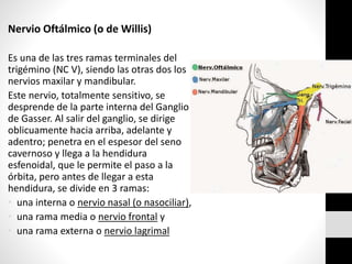 Nervio Oftálmico (o de Willis)
Es una de las tres ramas terminales del
trigémino (NC V), siendo las otras dos los
nervios maxilar y mandibular.
Este nervio, totalmente sensitivo, se
desprende de la parte interna del Ganglio
de Gasser. Al salir del ganglio, se dirige
oblicuamente hacia arriba, adelante y
adentro; penetra en el espesor del seno
cavernoso y llega a la hendidura
esfenoidal, que le permite el paso a la
órbita, pero antes de llegar a esta
hendidura, se divide en 3 ramas:
• una interna o nervio nasal (o nasociliar),
• una rama media o nervio frontal y
• una rama externa o nervio lagrimal
 