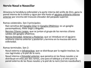 Nervio Nasal o Nasociliar
Atraviesa la hendidura esfenoidal y la parte interna del anillo de Zinn, gana la
pared interna de la órbita y sigue por ella hasta el agujero orbitario interno
anterior por encima del músculo elevador del párpado superior.
Ramas colaterales. Son 3 principales:
• Raíz sensitiva del Ganglio Ciliar (o Ganglio Oftálmico: es un ganglio
parasimpático), filete largo y delgado.
• Nervios Ciliares Largos, que se juntan al grupo de los nervios ciliares
salidos del ganglio oftálmico.
• Nervio Etmoidal: Anterior y Posterior, que se introduce en el agujero
orbitario interno anterior y posterior y termina en la mucosa del seno
esfenoidal.
Ramas terminales. Son 2:
• Nasal externa o Infratroclear, que se distribuye por la región troclear, las
vías lagrimales y la piel de la nariz.
• Nasal interna o Etmoidal anterior, que penetra en las fosas nasales y se
distribuye en ellas por dos ramos, uno para el tabique y el otro para la
pared externa de las fosas nasales y la piel de la nariz (nervio nasobulbar).
 