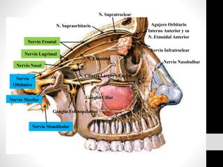 Agujero Orbitario
Interno Anterior y su
N. Etmoidal Anterior
Nervio Frontal
Nervio Lagrimal
Nervio Nasal
N. Supraorbitario
N. Supratroclear
Ganglio Ciliar
N. Ciliares Largos y Cortos
Nervio Infratroclear
Ganglio Esfenopalatino
Nervio Mandibular
Nervio Maxilar
Nervio
Oftálmico
N. Etmoidal
Nervio Nasobulbar
 