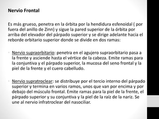 Nervio Frontal
Es más grueso, penetra en la órbita por la hendidura esfenoidal ( por
fuera del anillo de Zinn) y sigue la pared superior de la órbita por
arriba del elevador del párpado superior y se dirige adelante hacia el
reborde orbitario superior donde se divide en dos ramas:
• Nervio supraorbitario: penetra en el agujero supraorbitario pasa a
la frente y asciende hasta el vértice de la cabeza. Emite ramas para
la conjuntiva y el párpado superior, la mucosa del seno frontal y la
piel de la frente y el cuero cabelludo.
• Nervio supratroclear: se distribuye por el tercio interno del párpado
superior y termina en varios ramos, unos que van por encima y por
debajo del músculo frontal. Emite ramas para la piel de la frente, el
párpado superior y su conjuntiva y la piel de la raíz de la nariz. Se
une al nervio infratroclear del nasociliar.
 