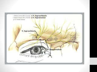 o N. Supraorbitario
o N. Supratroclear
N. Supratroclear
N. Supraorbitario
 