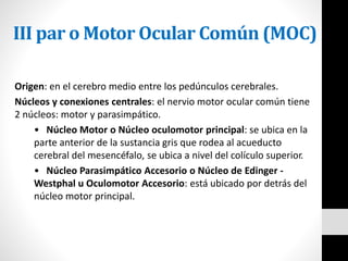 III par o Motor Ocular Común (MOC)
Origen: en el cerebro medio entre los pedúnculos cerebrales.
Núcleos y conexiones centrales: el nervio motor ocular común tiene
2 núcleos: motor y parasimpático.
• Núcleo Motor o Núcleo oculomotor principal: se ubica en la
parte anterior de la sustancia gris que rodea al acueducto
cerebral del mesencéfalo, se ubica a nivel del colículo superior.
• Núcleo Parasimpático Accesorio o Núcleo de Edinger -
Westphal u Oculomotor Accesorio: está ubicado por detrás del
núcleo motor principal.
 