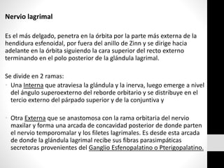 Nervio lagrimal
Es el más delgado, penetra en la órbita por la parte más externa de la
hendidura esfenoidal, por fuera del anillo de Zinn y se dirige hacia
adelante en la órbita siguiendo la cara superior del recto externo
terminando en el polo posterior de la glándula lagrimal.
Se divide en 2 ramas:
• Una Interna que atraviesa la glándula y la inerva, luego emerge a nivel
del ángulo superoexterno del reborde orbitario y se distribuye en el
tercio externo del párpado superior y de la conjuntiva y
• Otra Externa que se anastomosa con la rama orbitaria del nervio
maxilar y forma una arcada de concavidad posterior de donde parten
el nervio temporomalar y los filetes lagrimales. Es desde esta arcada
de donde la glándula lagrimal recibe sus fibras parasimpáticas
secretoras provenientes del Ganglio Esfenopalatino o Pterigopalatino.
 