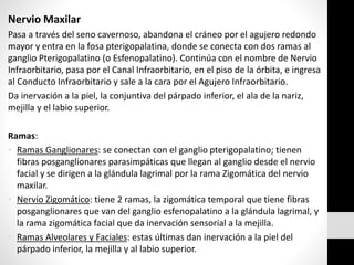 Nervio Maxilar
Pasa a través del seno cavernoso, abandona el cráneo por el agujero redondo
mayor y entra en la fosa pterigopalatina, donde se conecta con dos ramas al
ganglio Pterigopalatino (o Esfenopalatino). Continúa con el nombre de Nervio
Infraorbitario, pasa por el Canal Infraorbitario, en el piso de la órbita, e ingresa
al Conducto Infraorbitario y sale a la cara por el Agujero Infraorbitario.
Da inervación a la piel, la conjuntiva del párpado inferior, el ala de la nariz,
mejilla y el labio superior.
Ramas:
• Ramas Ganglionares: se conectan con el ganglio pterigopalatino; tienen
fibras posganglionares parasimpáticas que llegan al ganglio desde el nervio
facial y se dirigen a la glándula lagrimal por la rama Zigomática del nervio
maxilar.
• Nervio Zigomático: tiene 2 ramas, la zigomática temporal que tiene fibras
posganglionares que van del ganglio esfenopalatino a la glándula lagrimal, y
la rama zigomática facial que da inervación sensorial a la mejilla.
• Ramas Alveolares y Faciales: estas últimas dan inervación a la piel del
párpado inferior, la mejilla y al labio superior.
 