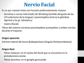 Nervio Facial
Es un par craneal mixto con función preferentemente motora:
 Sensitivo o nervio intermedio de Wrisberg (sentido del gusto de los
2/3 anteriores de la lengua) / parasimpática (inerva la glándula
lagrimal y las gl. salivales) y
 motriz (facial).
Fibras del sistema nervioso parasimpático acompañan a ambos nervios
durante el trayecto.
Origen aparente:
Extremo lateral del Surco Bulbopontiano (Angulo Pontocerebeloso)
Origen Real:
• Fibras motoras: en el núcleo del facial que se encuentra en la
protuberancia anular.
• Fibras Sensitiva: en el ganglio geniculado
 