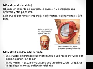 Músculo orbicular del ojo
Ubicado en el borde de la órbita, se divide en 2 porciones: una
orbitaria y otra palpebral.
Es inervado por ramas temporales y cigomáticas del nervio facial (VII
par).
Músculos Elevadores del Párpado:
• M. Elevador del Párpado superior: músculo voluntario inervado por
la rama superior del III par.
• M. de Müller: músculo involuntario que tiene inervación simpática
(al igual que el músculo dilatador del iris).
 