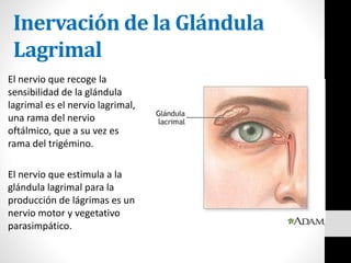 Inervación de la Glándula
Lagrimal
El nervio que recoge la
sensibilidad de la glándula
lagrimal es el nervio lagrimal,
una rama del nervio
oftálmico, que a su vez es
rama del trigémino.
El nervio que estimula a la
glándula lagrimal para la
producción de lágrimas es un
nervio motor y vegetativo
parasimpático.
 