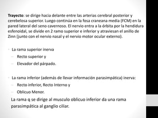 Trayecto: se dirige hacia delante entre las arterias cerebral posterior y
cerebelosa superior. Luego continúa en la fosa craneana media (FCM) en la
pared lateral del seno cavernoso. El nervio entra a la órbita por la hendidura
esfenoidal, se divide en 2 ramo superior e inferior y atraviesan el anillo de
Zinn (junto con el nervio nasal y el nervio motor ocular externo).
• La rama superior inerva
 Recto superior y
 Elevador del párpado.
• La rama inferior (además de llevar información parasimpática) inerva:
 Recto inferior, Recto Interno y
 Oblicuo Menor.
La rama q se dirige al musculo oblicuo inferior da una rama
parasimpática al ganglio ciliar.
 