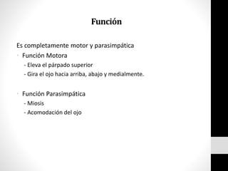 Función
Es completamente motor y parasimpática
• Función Motora
- Eleva el párpado superior
- Gira el ojo hacia arriba, abajo y medialmente.
• Función Parasimpática
- Miosis
- Acomodación del ojo
 