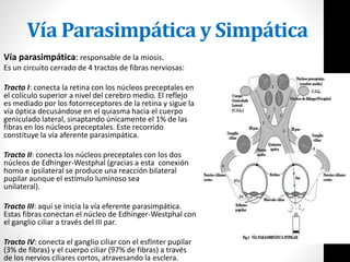 Vía Parasimpática y Simpática
Vía parasimpática: responsable de la miosis.
Es un circuito cerrado de 4 tractos de fibras nerviosas:
Tracto I: conecta la retina con los núcleos preceptales en
el colículo superior a nivel del cerebro medio. El reflejo
es mediado por los fotorreceptores de la retina y sigue la
vía óptica decusándose en el quiasma hacia el cuerpo
geniculado lateral, sinaptando únicamente el 1% de las
fibras en los núcleos preceptales. Este recorrido
constituye la vía aferente parasimpática.
Tracto II: conecta los núcleos preceptales con los dos
núcleos de Edhinger-Westphal (gracias a esta conexión
homo e ipsilateral se produce una reacción bilateral
pupilar aunque el estímulo luminoso sea
unilateral).
Tracto III: aquí se inicia la vía eferente parasimpática.
Estas fibras conectan el núcleo de Edhinger-Westphal con
el ganglio ciliar a través del III par.
Tracto IV: conecta el ganglio ciliar con el esfínter pupilar
(3% de fibras) y el cuerpo ciliar (97% de fibras) a través
de los nervios ciliares cortos, atravesando la esclera.
 