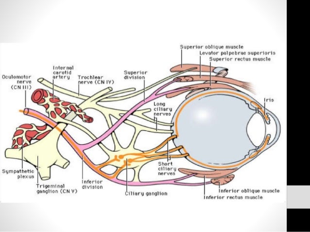Resultado de imagen para inervacion del ojo