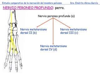 Estudio comparativo de la inervación del miembro pelviano     Dra. Emérita Abreu García

NERVIO PERONEO PROFUNDO: perro.
 ...
