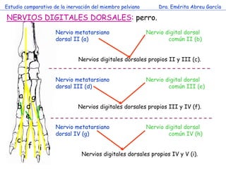 Estudio comparativo de la inervación del miembro pelviano       Dra. Emérita Abreu García

NERVIOS DIGITALES DORSALES: per...