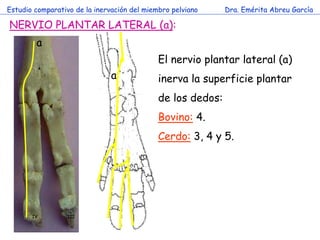 Estudio comparativo de la inervación del miembro pelviano    Dra. Emérita Abreu García

NERVIO PLANTAR LATERAL (a):
      ...