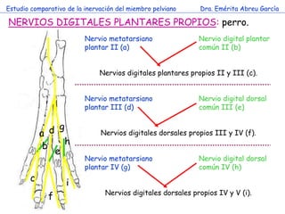 Estudio comparativo de la inervación del miembro pelviano     Dra. Emérita Abreu García

NERVIOS DIGITALES PLANTARES PROPI...