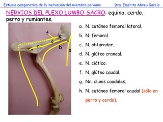 Estudio comparativo de la inervación del miembro pelviano      Dra. Emérita Abreu García

 NERVIOS DEL PLEXO LUMBO-SACRO: ...