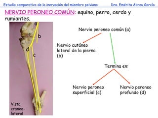 Estudio comparativo de la inervación del miembro pelviano      Dra. Emérita Abreu García

NERVIO PERONEO COMÚN: equino, pe...