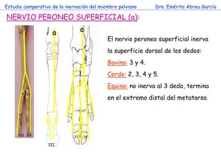 Estudio comparativo de la inervación del miembro pelviano    Dra. Emérita Abreu García

NERVIO PERONEO SUPERFICIAL (a):

 ...