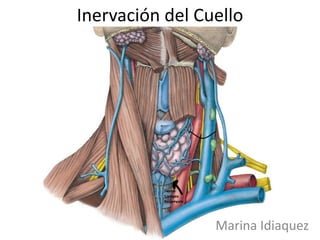 Inervación del Cuello




                 Marina Idiaquez
 