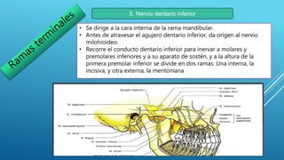 Inervacion del maxilar inferior | PPTX