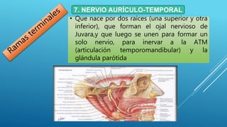 Inervacion del maxilar inferior | PPTX