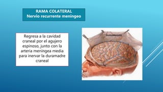 Inervacion del maxilar inferior | PPTX