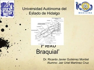 ‘Plexo
Braquial’
Dr. Ricardo Javier Gutiérrez Montiel
Alumno: Jair Uriel Martínez Cruz
Universidad Autónoma del
Estado de Hidalgo
 