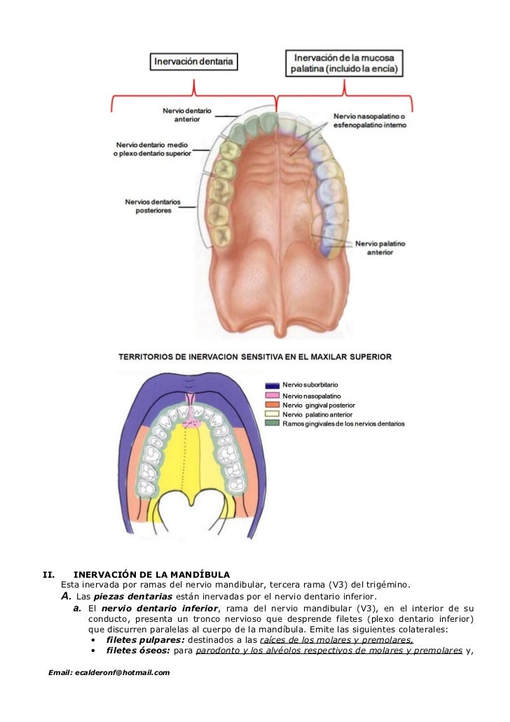 Pin by Rita Escobal on Anatomía