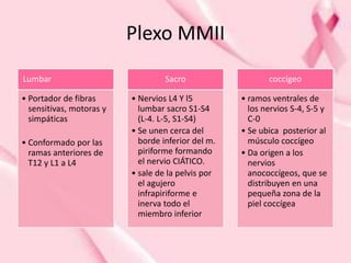 Plexo MMII
Lumbar
• Portador de fibras
sensitivas, motoras y
simpáticas
• Conformado por las
ramas anteriores de
T12 y L1 a L4
Sacro
• Nervios L4 Y l5
lumbar sacro S1-S4
(L-4. L-5, S1-S4)
• Se unen cerca del
borde inferior del m.
piriforme formando
el nervio CIÁTICO.
• sale de la pelvis por
el agujero
infrapiriforme e
inerva todo el
miembro inferior
coccígeo
• ramos ventrales de
los nervios S-4, S-5 y
C-0
• Se ubica posterior al
músculo coccígeo
• Da origen a los
nervios
anococcígeos, que se
distribuyen en una
pequeña zona de la
piel coccígea
 