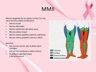 MMII
Motora depende de los plexos lumbar (L1-L4) ,
sacro (L5-S3) y plexo lumbosacro.
• Nervio crural
• Nervio obturador
• Ramas colaterales del plexo sacro
• Nervio ciático mayor
• Nervio ciático poplíteo externo o peroneo
• Nervio ciático poplíteo interno o tibial
Sensitiva
• Los nervios sacros, por el plexo sacro
coccígeo.
• Los nervios lumbares y ciático menor.
• N.abdominogenital mayor
y femorocutaneo
 