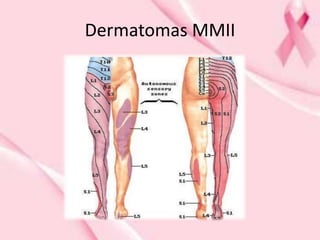 Dermatomas MMII
 